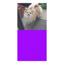 Bailey the Pomeranian Designed Book Mark Customized Photo Card