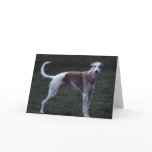 "Bailey" Whippet Photo Greeting Card