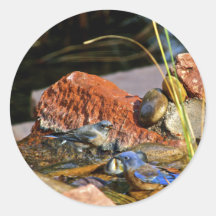 bain d'oiseau autocollants ronds