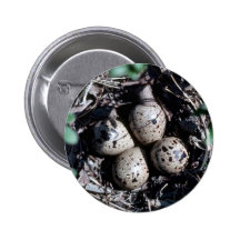 Baird's Sandpiper Nest with Eggs Pinback Buttons