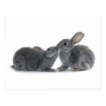 Baiser de lapin carte postale