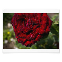 Baisses de rose rouge et de rosée photographies