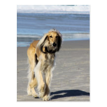 Balade de Saluki sur la plage Carte Postale