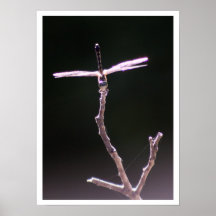 "Balance" Dragonfly Photography Poster