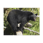 "Balancing Act" Black Bear Wildlife Postcard