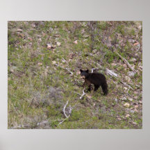Balck Bear Cub Posters