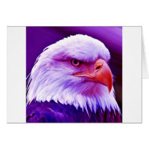 Bald American Eagle Greeting Cards