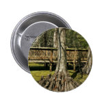Bald cypress tree beside boardwalk pins