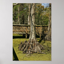 Bald cypress tree beside boardwalk print