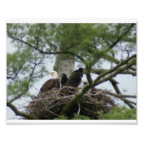 Bald Eagel with Babies 10x8 Photographic Print