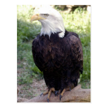 Bald Eagle 4x6 Postcard
