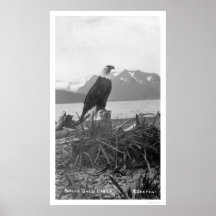 Bald Eagle Alaska 1920 Print