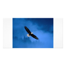 Bald-Eagle-Alaska Photo Greeting Card