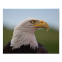 Bald Eagle Art Photo