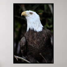 Bald Eagle Art Poster