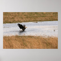 Bald Eagle Bathing Poster
