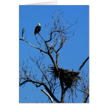 Bald Eagle by its nest note card