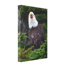 Bald Eagle Canvas Prints