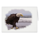 Bald Eagle cards