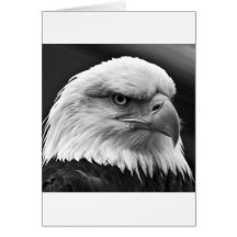 Bald Eagle Cards
