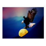 Bald eagle chases the full moon post card