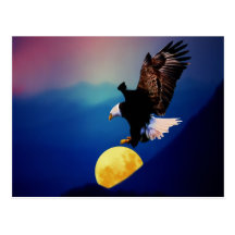 Bald eagle chases the full moon post card