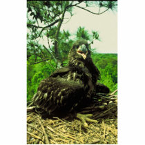 Bald Eagle Chick Acrylic Cut Outs