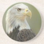 Bald Eagle Coaster