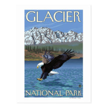 Bald Eagle Diving - Glacier National Park, MT Post Card