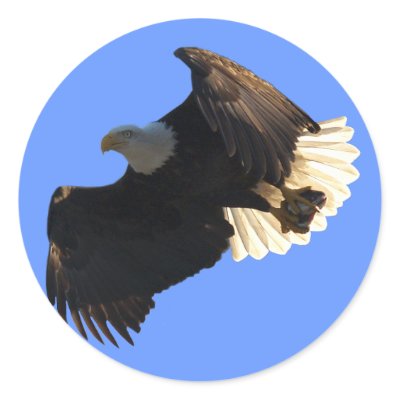 Bald Eagle Flight Collection II Stickers by RavenSpiritPrints