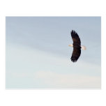 Bald Eagle flying Postcard