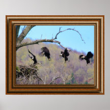Bald Eagle 'Framed Print'