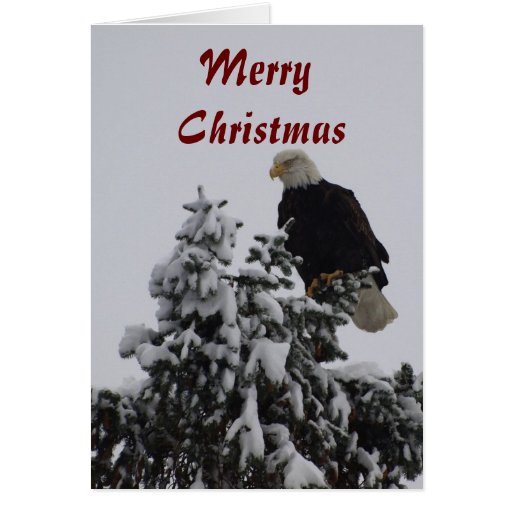 Bald Eagle Greeting Card