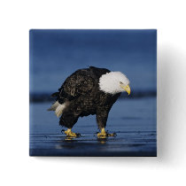 Bald Eagle, Haliaeetus leucocephalus,adult