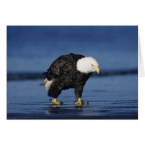 Bald Eagle, Haliaeetus leucocephalus,adult