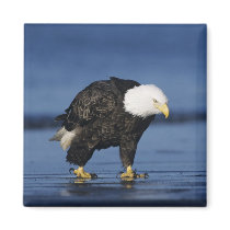 Bald Eagle, Haliaeetus leucocephalus,adult