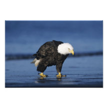 Bald Eagle, Haliaeetus leucocephalus,adult Photo