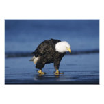 Bald Eagle, Haliaeetus leucocephalus,adult