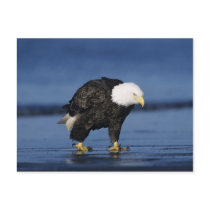 Bald Eagle, Haliaeetus leucocephalus,adult