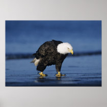 Bald Eagle, Haliaeetus leucocephalus,adult
