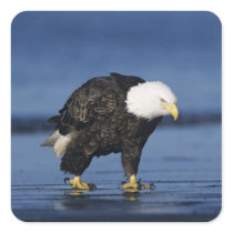 Bald Eagle, Haliaeetus leucocephalus,adult