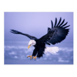 Bald Eagle Landing Wings Spread in a Storm, Postcard