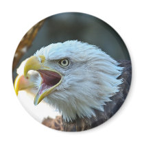 Bald Eagle Magnet