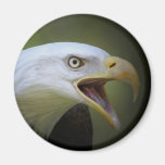 Bald Eagle magnet