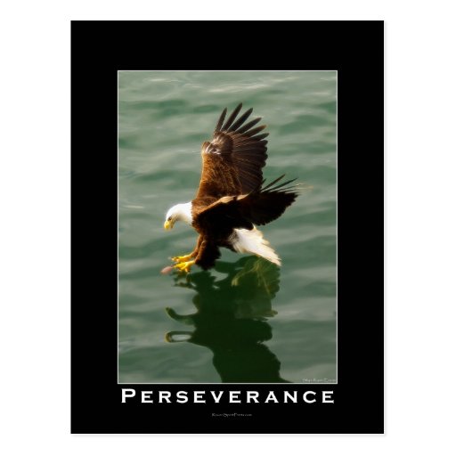 Bald Eagle Motivational Postcards