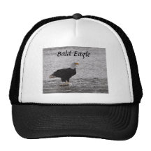 Bald Eagle on Salmon Hat