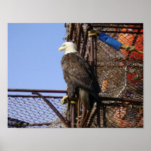 Bald eagle on Stacked Crabpots Posters