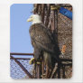 Bald Eagle Perched on Crab Pots