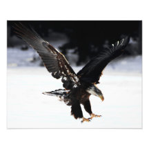 Bald Eagle Photo Print