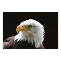 Bald Eagle Photo Print